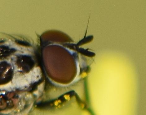 Réf. 302 847 : Anthomyia sp.